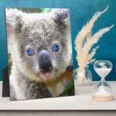 Koala Beren Fotoplaat (Zijkant)