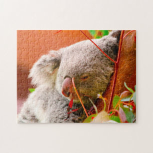 Koala-Beren. Legpuzzel