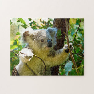 Koala-Beren. Legpuzzel