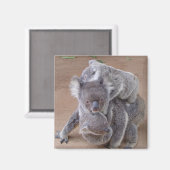 Koala Beren Magnet Magneet (Voorkant / Achterkant)