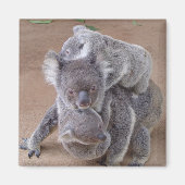 Koala Beren Magnet Magneet (Voorkant)