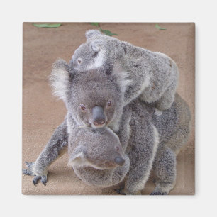 Koala Beren Magnet Magneet