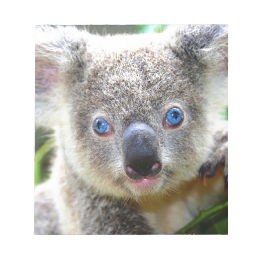 Koala Beren Notitieblok (Voorkant)