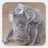 Koala Beren Vierkante Sticker (Voorkant)
