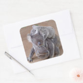 Koala Beren Vierkante Sticker (Envelop)