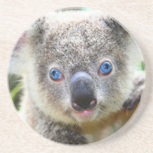 Koala Beren Zandsteen Onderzetter