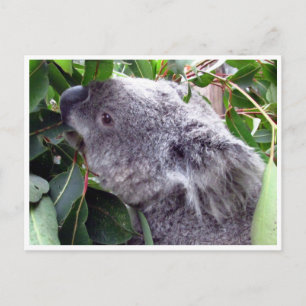 koala bladeren briefkaart