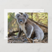 Koala Briefkaart (Voorkant / Achterkant)