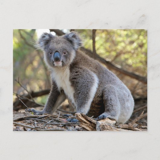Koala Briefkaart (Voorkant)