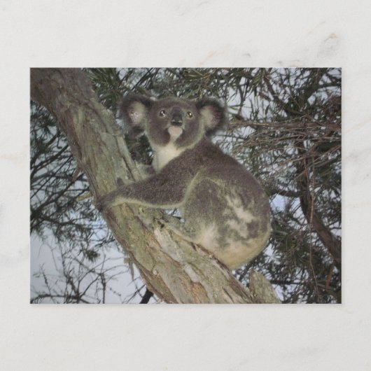 Koala Briefkaart (Voorkant)