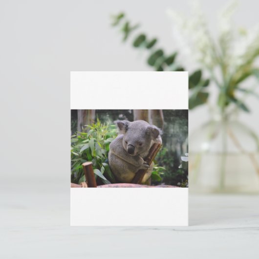 Koala Briefkaart (Staand voorkant)