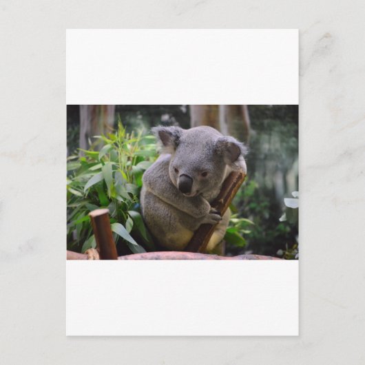 Koala Briefkaart (Voorkant)