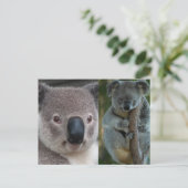 Koala Briefkaart (Staand voorkant)