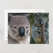 Koala Briefkaart (Voorkant / Achterkant)