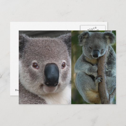 Koala Briefkaart (Voorkant / Achterkant)