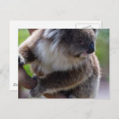 Koala Briefkaart (Voorkant / Achterkant)