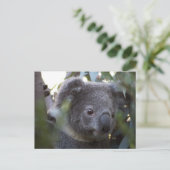 Koala Briefkaart (Staand voorkant)