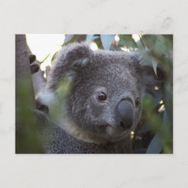 Koala Briefkaart