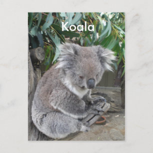 Koala Briefkaart