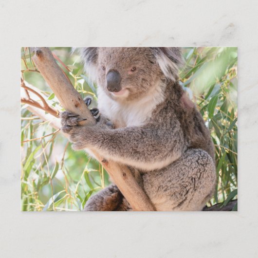Koala Briefkaart (Voorkant)