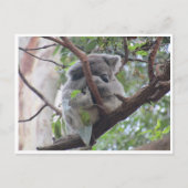 koala briefkaart (Voorkant)