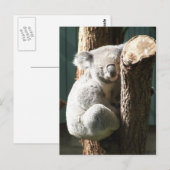 Koala Briefkaart (Voorkant / Achterkant)