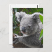 Koala Briefkaart (Voorkant / Achterkant)