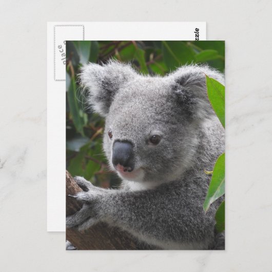 Koala Briefkaart (Voorkant / Achterkant)
