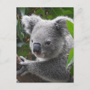 Koala Briefkaart