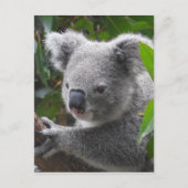 Koala Briefkaart (Voorkant)