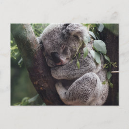 Koala Briefkaart