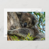 Koala Briefkaart (Voorkant / Achterkant)