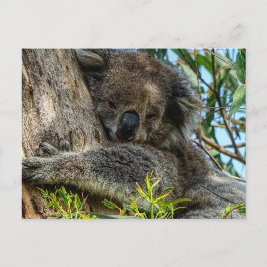 Koala Briefkaart (Voorkant)