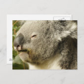 Koala Briefkaart (Voorkant / Achterkant)