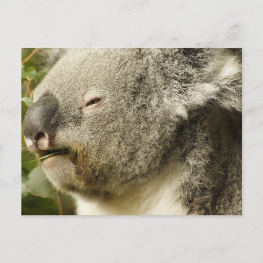 Koala Briefkaart (Voorkant)