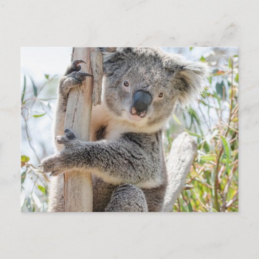 Koala Briefkaart (Voorkant)