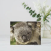 Koala Briefkaart (Staand voorkant)