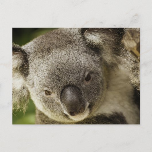 Koala Briefkaart (Voorkant)