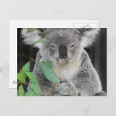 Koala Briefkaart (Voorkant / Achterkant)