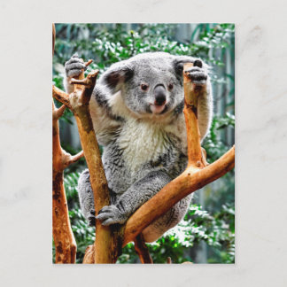 Koala Briefkaart