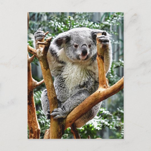 Koala Briefkaart (Voorkant)