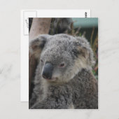 Koala Briefkaart (Voorkant / Achterkant)