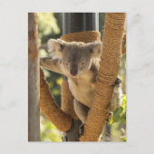 Koala Briefkaart (Voorkant)