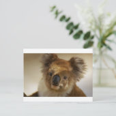 Koala Briefkaart (Staand voorkant)
