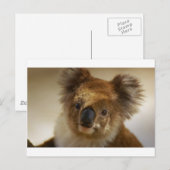 Koala Briefkaart (Voorkant / Achterkant)