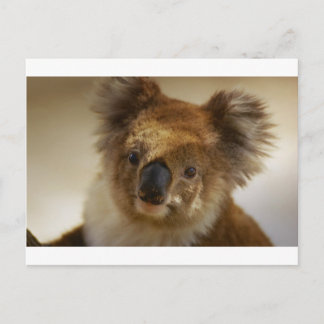 Koala Briefkaart