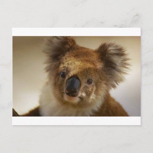 Koala Briefkaart (Voorkant)