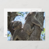 Koala Briefkaart (Voorkant / Achterkant)