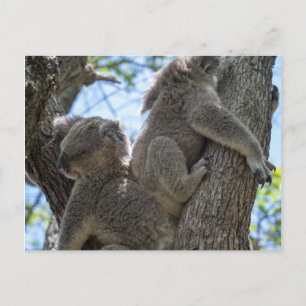 Koala Briefkaart