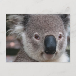 Koala Briefkaart